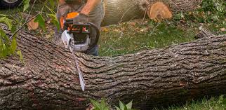 Best Tree Health Inspection  in Taylor, TX