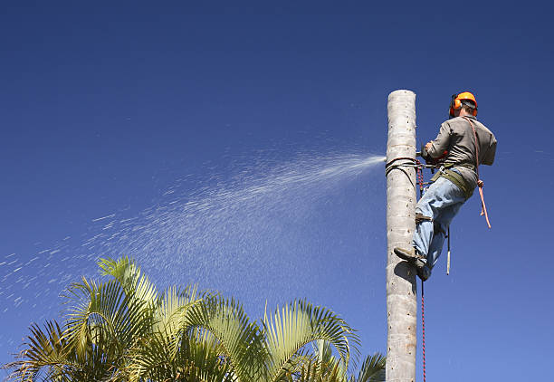 Lawn Watering Services in Taylor, TX