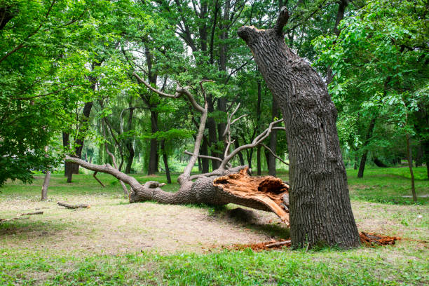 How Our Tree Care Process Works  in  Taylor, TX