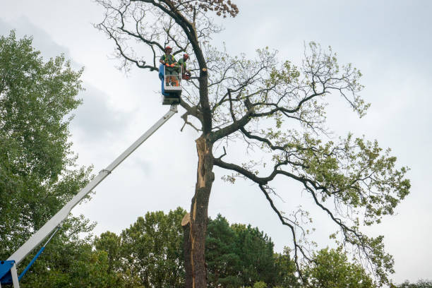 Best Tree Disease Treatment  in Taylor, TX