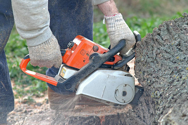 Best Emergency Tree Removal  in Taylor, TX