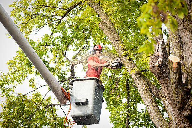 Best Stump Grinding and Removal  in Taylor, TX