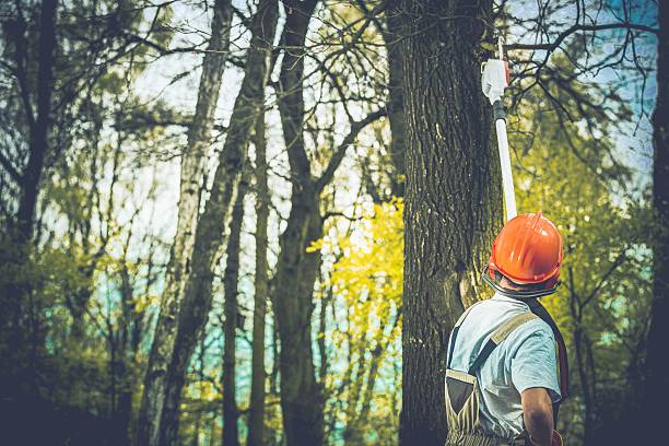 Best Arborist Consultation Services  in Taylor, TX