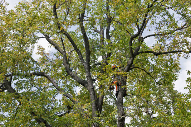 Tree and Shrub Care in Taylor, TX